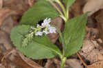 Common gypsyweed